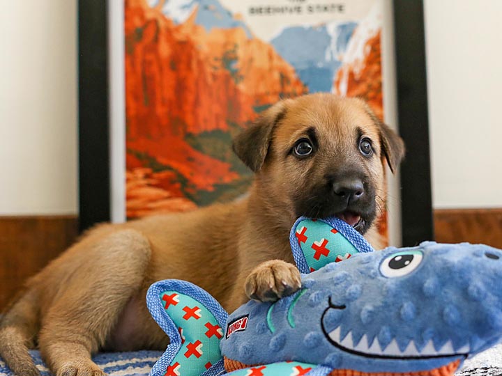 chinook puppy